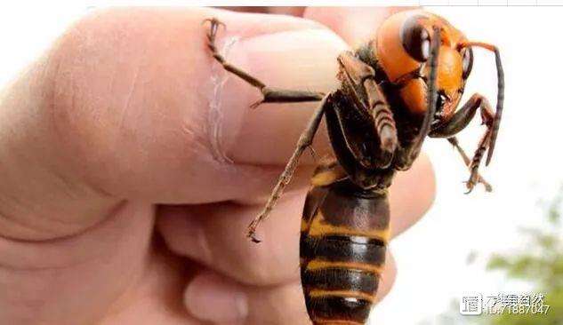 黄蜂主场力压毒蛇，展现实力